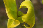 Yellow pitcherplant